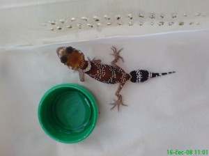 Obrazek